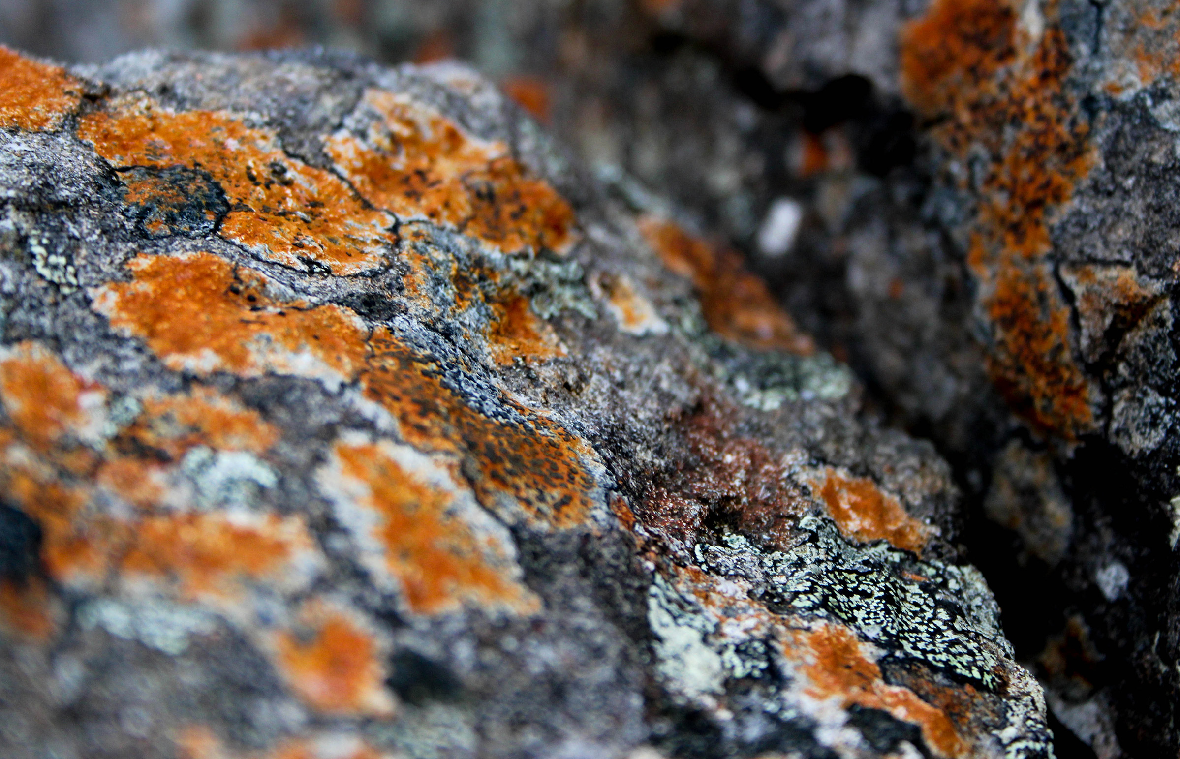30  all to your own lichens.jpg
